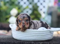 Unity, a female Miniature Dachshund for sale in Fresno, OH – 4 of 6