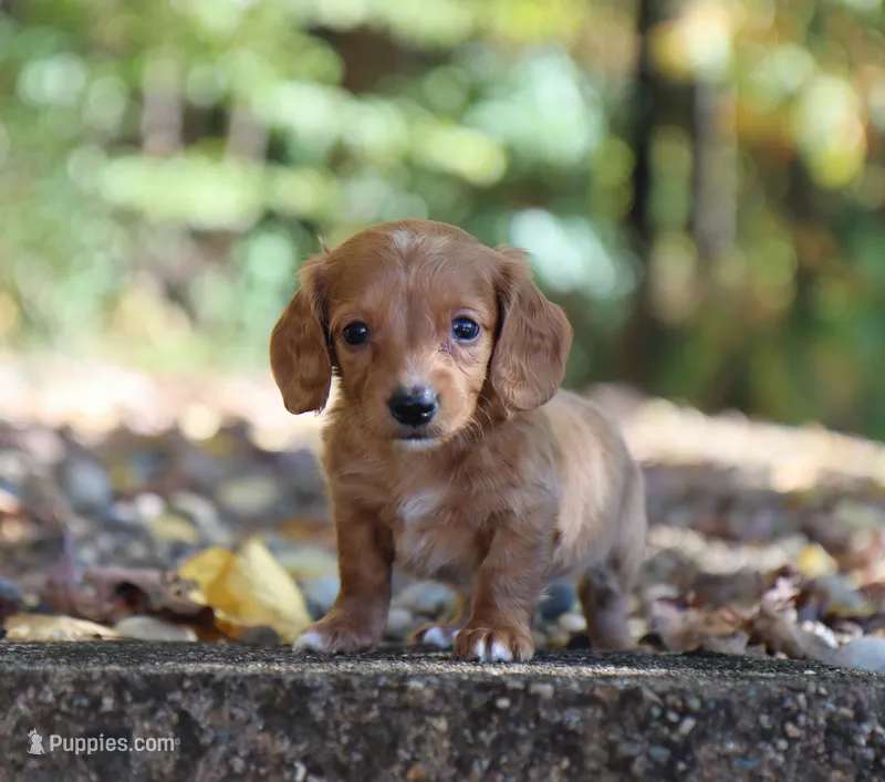Lilac – Miniature Dachshund puppy for sale in Fresno, OH