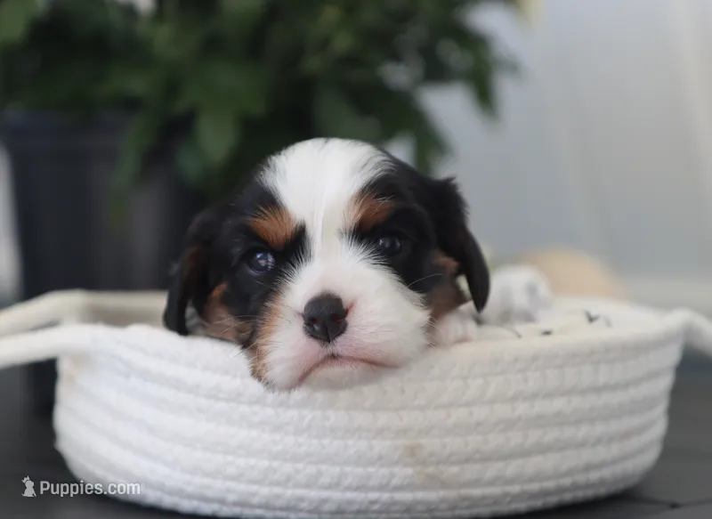 Niko – Cavalier King Charles Spaniel puppy for sale in Fresno, OH