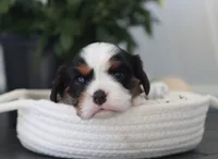Niko, a male Cavalier King Charles Spaniel for sale in Fresno, OH – 1 of 4