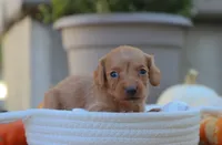 Layla, a female Miniature Dachshund for sale in Fresno, OH – 2 of 4