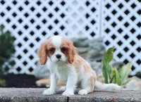 Upton, a male Cavalier King Charles Spaniel for sale in Fresno, OH – 7 of 7