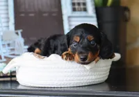 Gunner, a male Miniature Dachshund for sale in Fresno, OH – 4 of 4