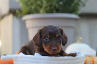 Lilly, a male Miniature Dachshund for sale in Fresno, OH – 4 of 5