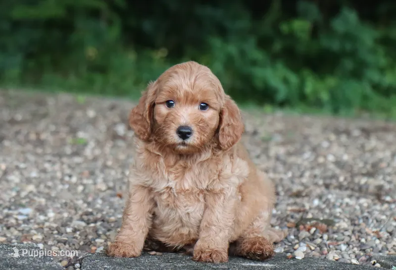 Albus – Miniature Goldendoodle puppy for sale in Fresno, OH