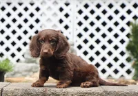 Quon, a male Miniature Dachshund for sale in Fresno, OH – 3 of 3