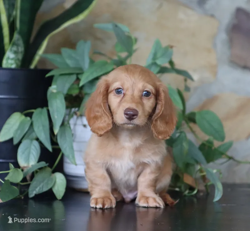 Austin – Miniature Dachshund puppy for sale in Fresno, OH