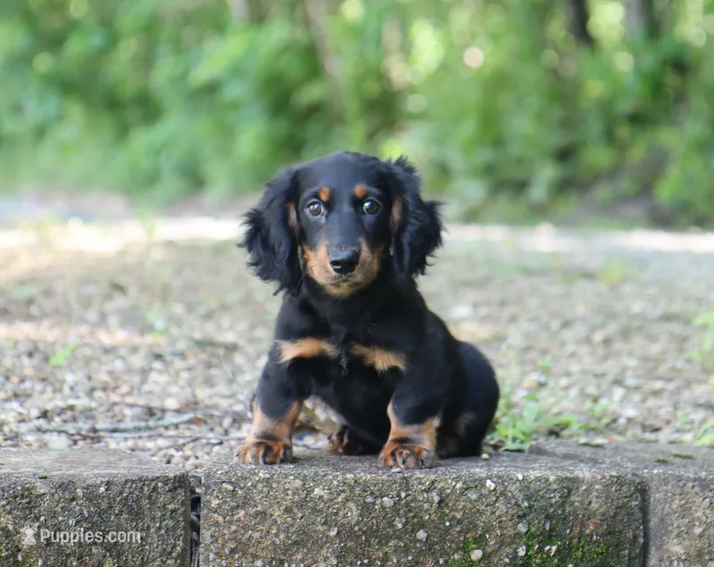 Quinn – Miniature Dachshund puppy for sale in Fresno, OH
