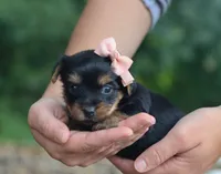 Harper, a female Yorkshire Terrier for sale in Fresno, OH – 3 of 4