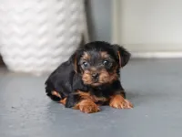 Evelyn, a female Yorkshire Terrier for sale in Fresno, OH – 3 of 4