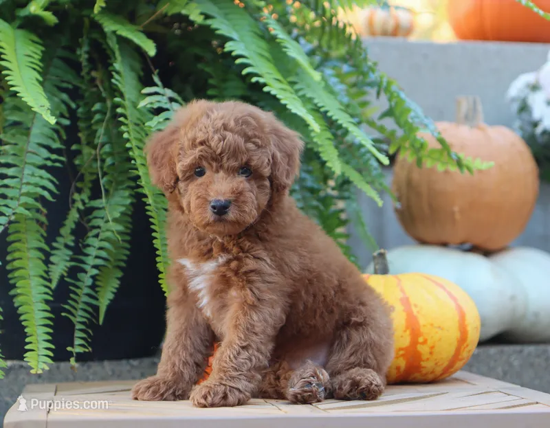 Javon – Poodle - Miniature  puppy for sale in Fresno, OH