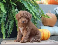 Javon, a male Poodle - Miniature  for sale in Fresno, OH – 1 of 5