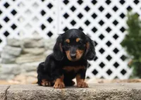 Myles, a male Miniature Dachshund for sale in Fresno, OH – 4 of 4