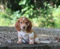Buckle, a male Miniature Dachshund for sale in Fresno, OH – 2 of 5