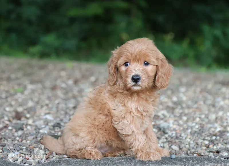 Aria – Miniature Goldendoodle puppy for sale in Fresno, OH