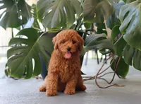Ivy, a female Miniature Goldendoodle for sale in Fresno, OH – 3 of 4