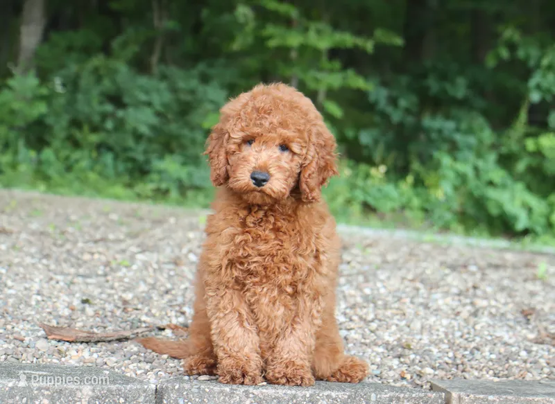 Inigo – Miniature Goldendoodle puppy for sale in Fresno, OH