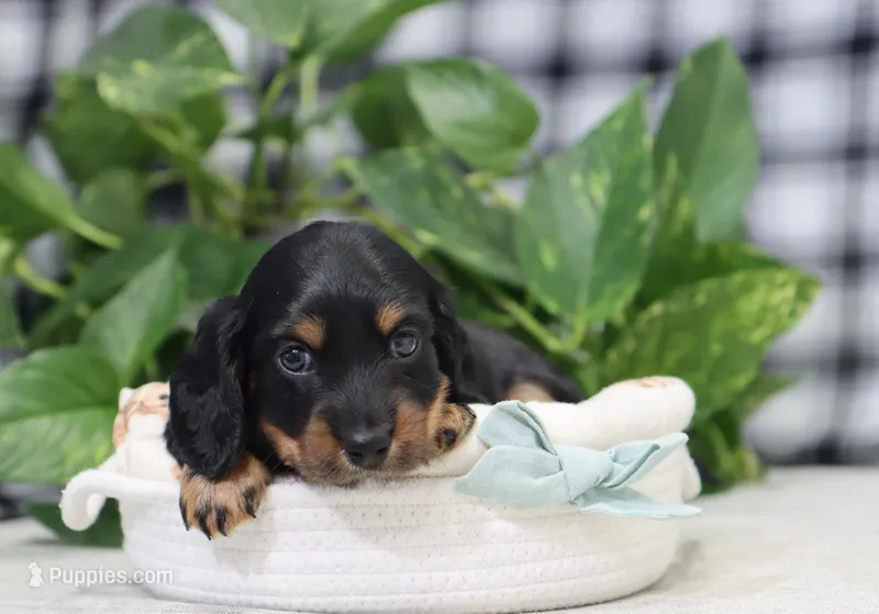 Quinn – Miniature Dachshund puppy for sale in Fresno, OH