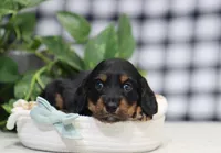 Quinn, a male Miniature Dachshund for sale in Fresno, OH – Photo 3 of 4