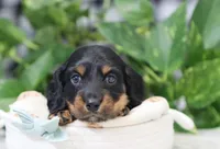 Quinn, a male Miniature Dachshund for sale in Fresno, OH – Photo 4 of 4