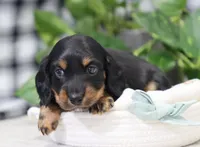 Quinn, a male Miniature Dachshund for sale in Fresno, OH – Photo 2 of 4