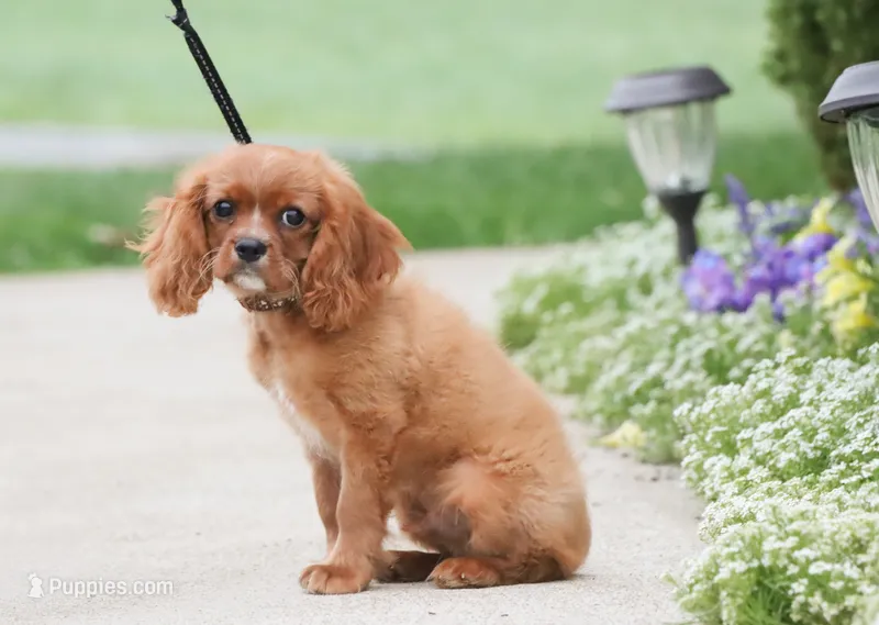 Tanner – Cavalier King Charles Spaniel puppy for sale in Fresno, OH