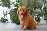Ivory, a female Miniature Goldendoodle for sale in Fresno, OH – 3 of 4