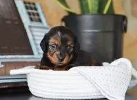 Olivia, a female Miniature Dachshund for sale in Fresno, OH – 3 of 5