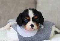 Kaden, a male Cavalier King Charles Spaniel for sale in Fresno, OH – 5 of 5