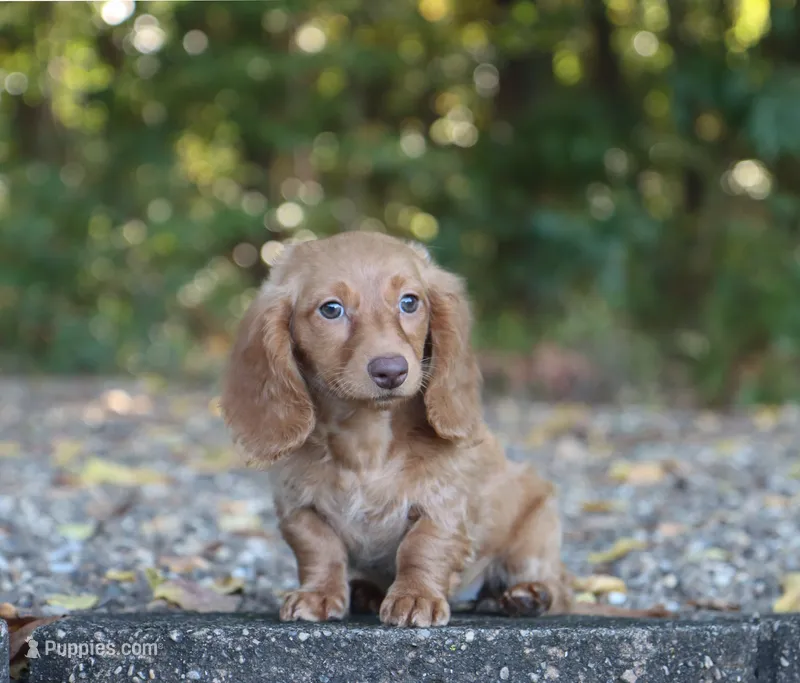 Avery – Miniature Dachshund puppy for sale in Fresno, OH