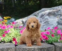 Sammy, a male Maltipoo for sale in Fresno, OH – 4 of 4