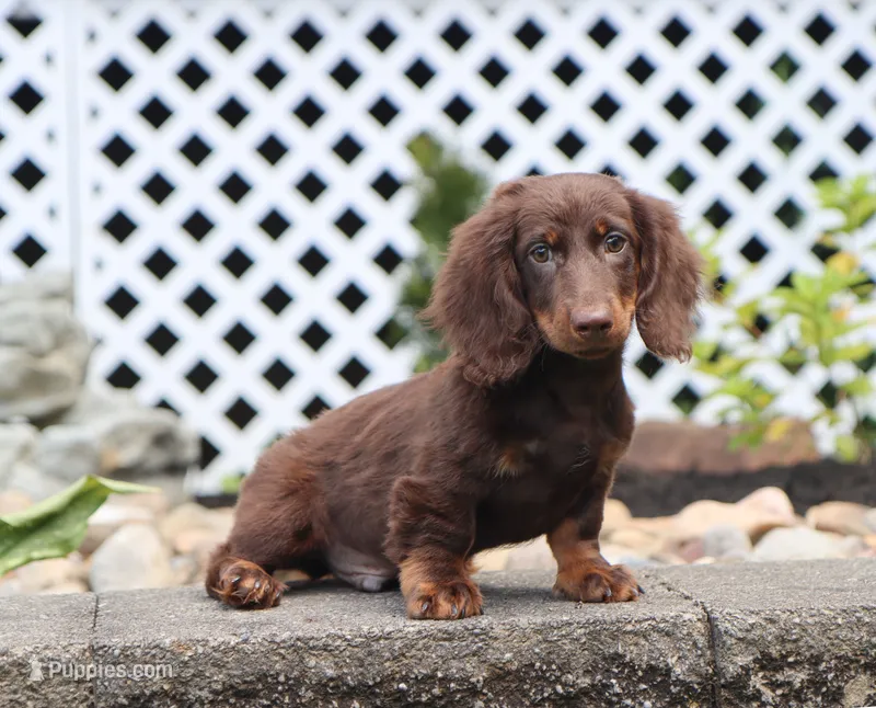 Quon – Miniature Dachshund puppy for sale in Fresno, OH