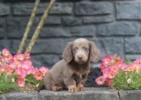 Daisy, a female Dachshund for sale in Fresno, OH – 3 of 4