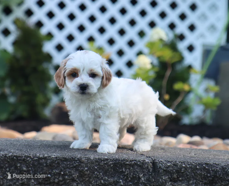Milo – Maltipoo puppy for sale in Fresno, OH