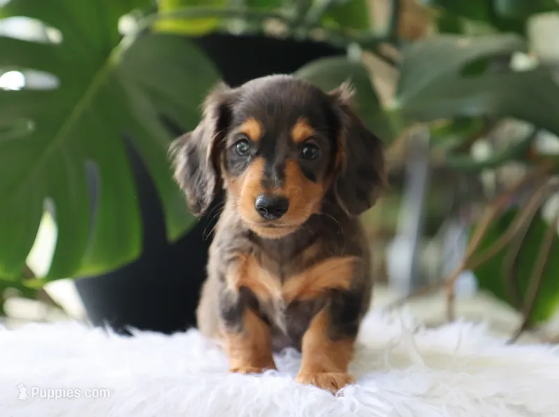 Kash – Dachshund puppy for sale in Fresno, OH