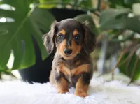 Kash, a male Dachshund for sale in Fresno, OH – 1 of 4