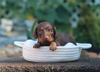 Una, a female Miniature Dachshund for sale in Fresno, OH – 2 of 4