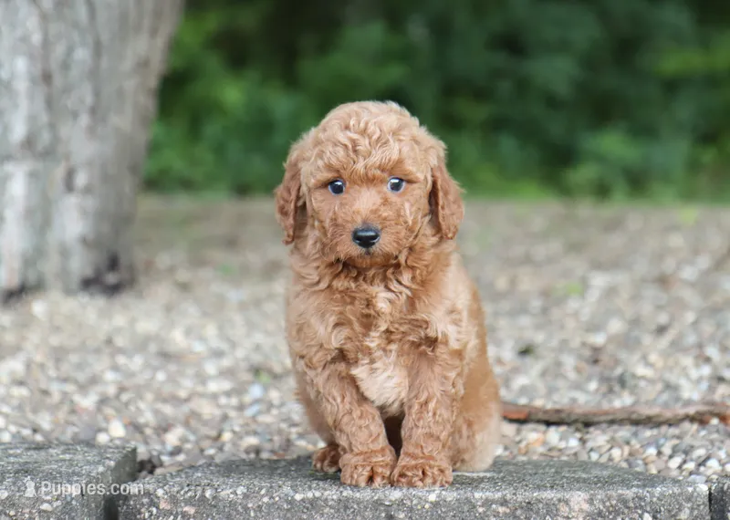 Asher – Miniature Goldendoodle puppy for sale in Fresno, OH