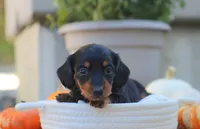 Lola, a female Miniature Dachshund for sale in Fresno, OH – 2 of 4