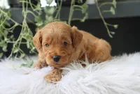 Albus, a male Miniature Goldendoodle for sale in Fresno, OH – 3 of 7