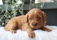 Avery, a male Miniature Goldendoodle for sale in Fresno, OH – 4 of 4
