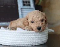 Silas, a male Maltipoo for sale in Fresno, OH – 2 of 3