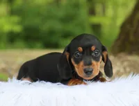 Ojay, a male Miniature Dachshund for sale in Fresno, OH – 2 of 4