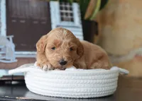 Scarlett, a female Maltipoo for sale in Fresno, OH – 3 of 3
