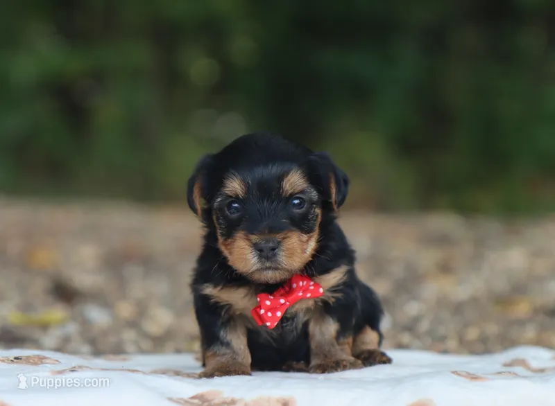 Hayes – Yorkshire Terrier puppy for sale in Fresno, OH