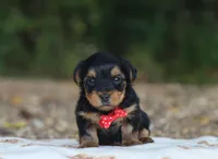 Hayes, a male Yorkshire Terrier for sale in Fresno, OH – 1 of 4