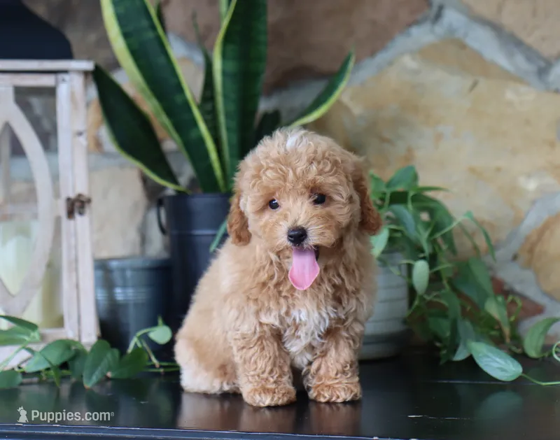 Mia – Maltipoo puppy on hold in Fresno, OH