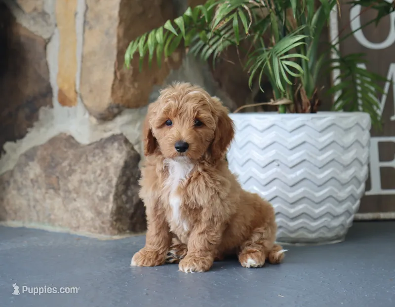 Scarlett – Maltipoo puppy for sale in Fresno, OH