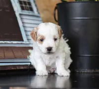 Milo, a male Maltipoo for sale in Fresno, OH – 4 of 4