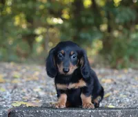 Alex , a male Miniature Dachshund for sale in Fresno, OH – 3 of 3